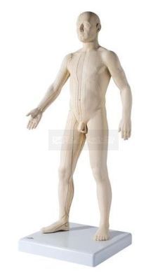 Mannelijk acupunctuurmodel deluxe circa 71 cm