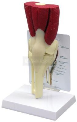 Knie model met spieren en infokaart