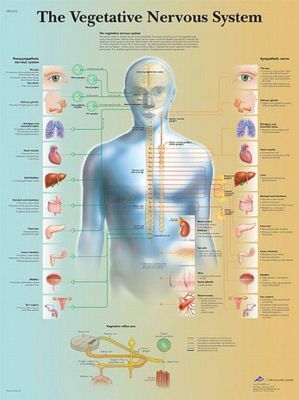 Anatomie poster Vegetative Nervous System - vegetatieve zenuwstelsel