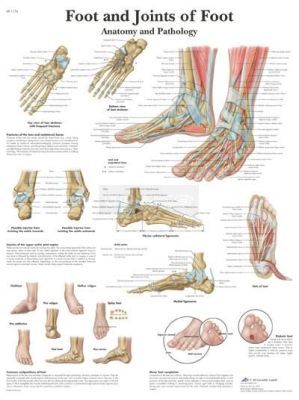 Anatomie poster Foot and Joints of Foot - voet en gewrichten van de voet