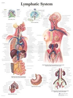 Anatomie poster Lymphatic System - lymfestelsel