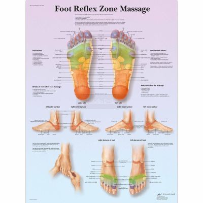 Anatomie poster voetreflexzone massage