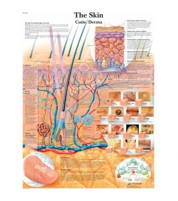 Anatomie poster The Skin - de menselijke huid