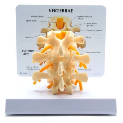 Basic Vertebrae met infokaart, L2, L3 en L4