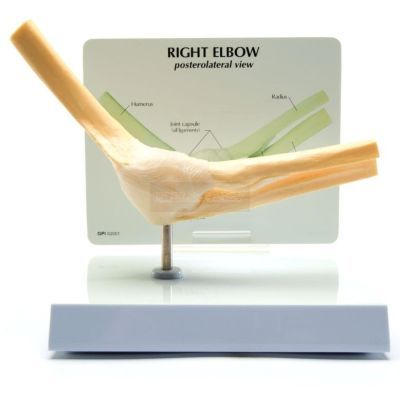 Anatomisch model van het ellebooggewricht met infokaart
