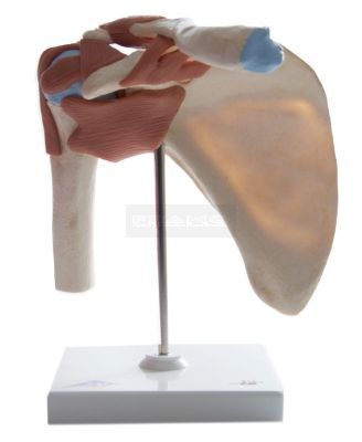 Functioneel schoudergewricht deluxe 22 cm