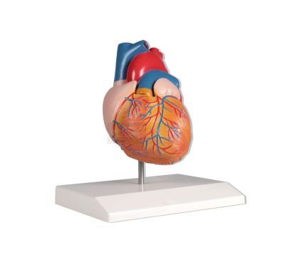 Gedetailleerd hartmodel met infokaart ca. 8 x 8 x 14 cm