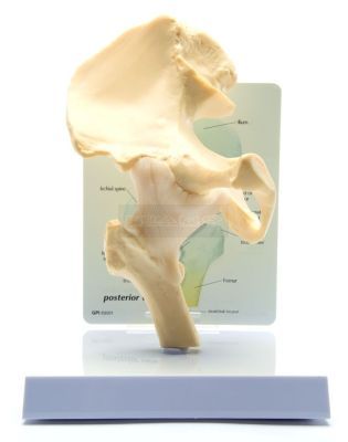 Heup model met infokaart