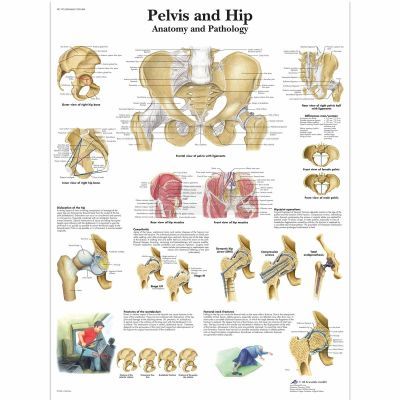 Ingelijste poster Pelvis and Hip - bekken en heup