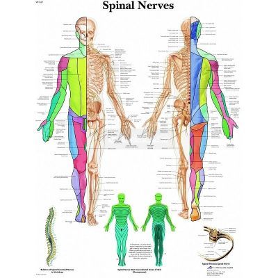 Ingelijste poster Spinal Nerves - menselijk spinale zenuwstelsel