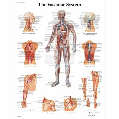 Ingelijste poster The Vascular System - het vaatstelsel