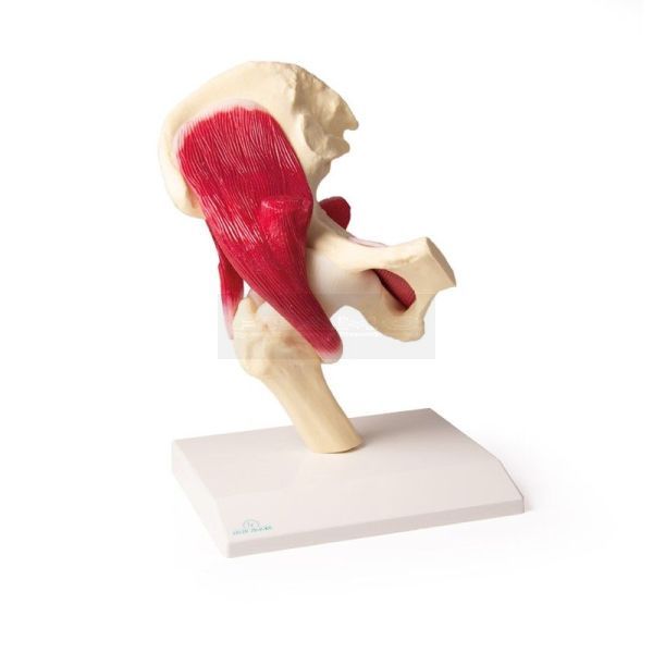 Heup model met spieren en infokaart