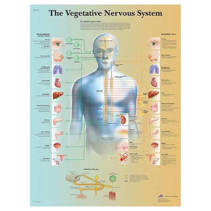 Anatomie poster Vegetative Nervous System - vegetatieve zenuwstelsel