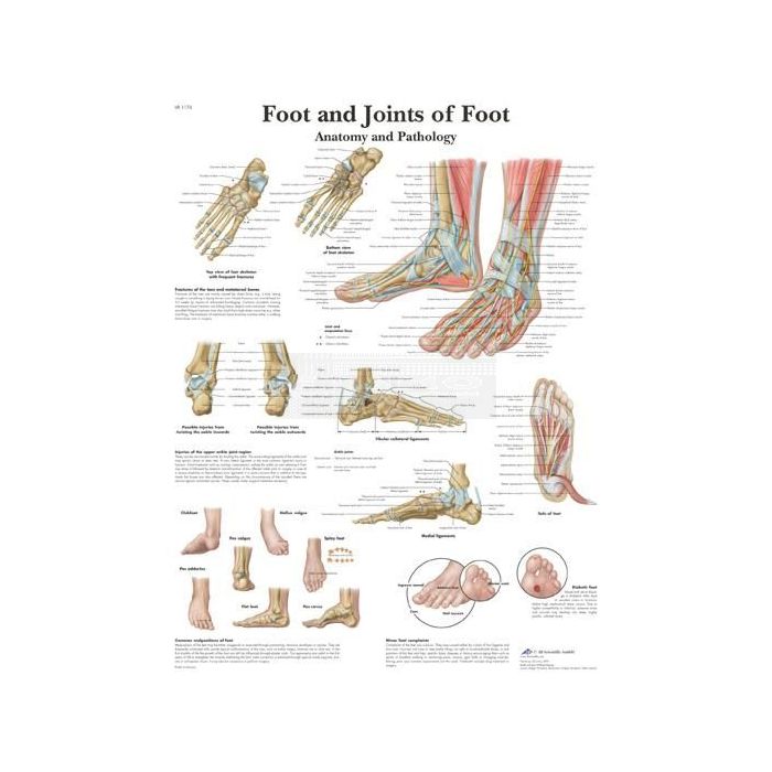 Anatomie poster Foot and Joint of Foot - voet en gewrichten van de voet