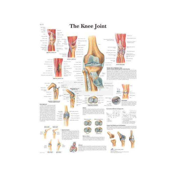 Anatomie poster The Knee Joint - het kniegewricht