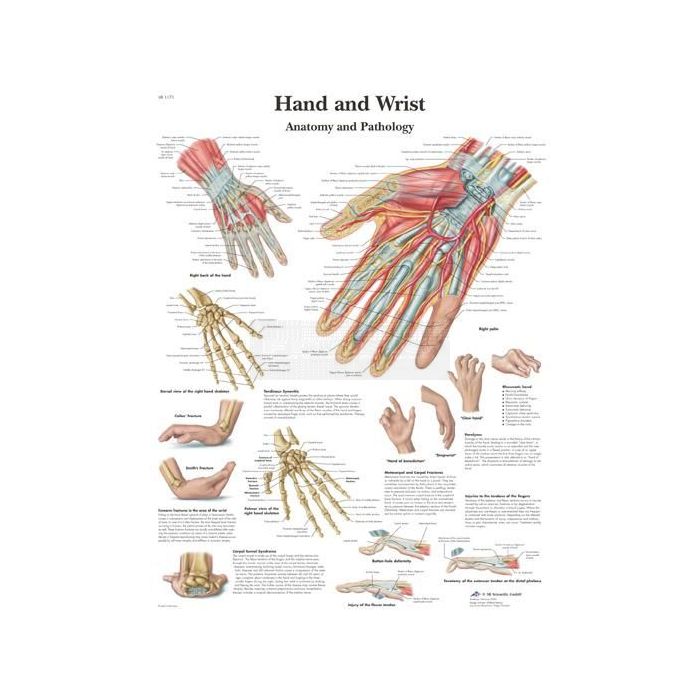 Anatomie poster Hand and Wrist - hand en pols