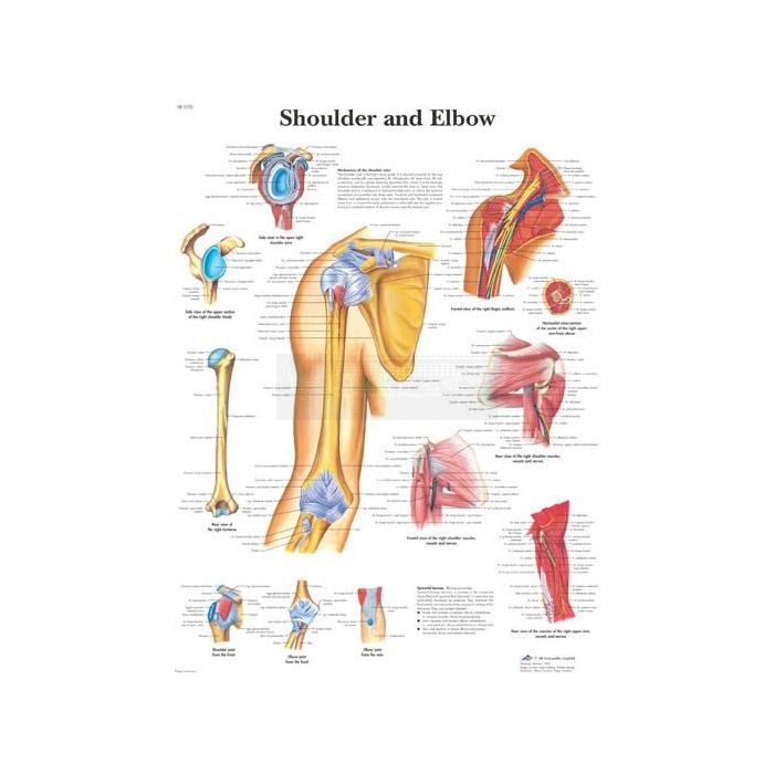 Anatomie poster Shoulder and Elbow - schouder en elleboog