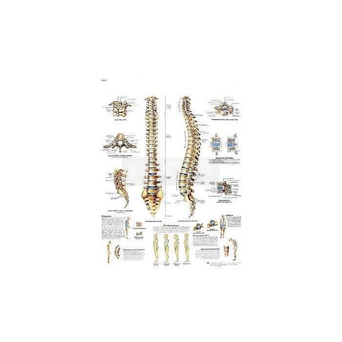 Anatomie poster Spinal Column - wervelkolom