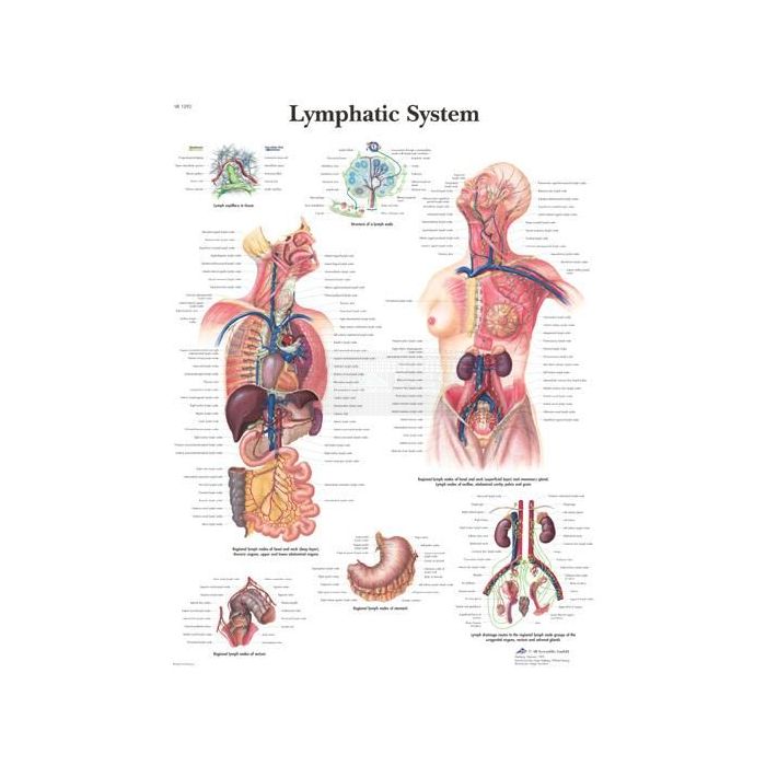 Poster Lymphatic System - lymfestelsel 50 cm x 67 cm