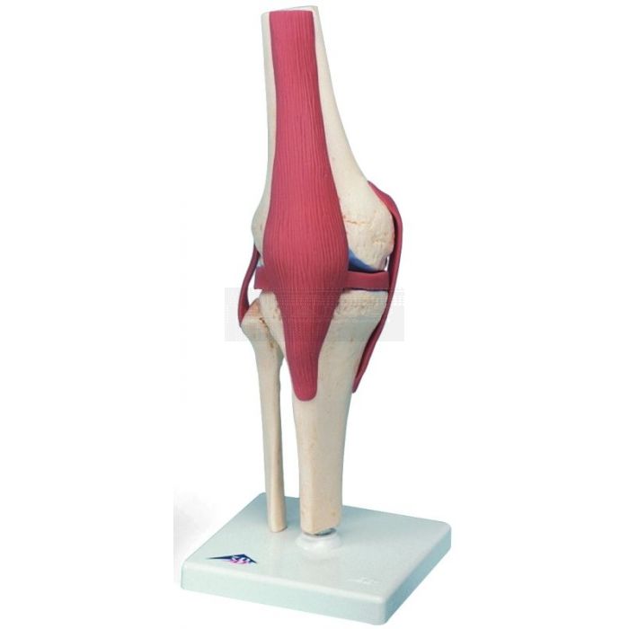 Functioneel Kniegewricht 32 cm