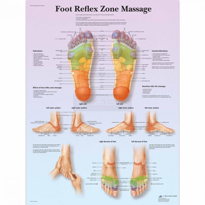 Anatomie poster voetreflexzone massage