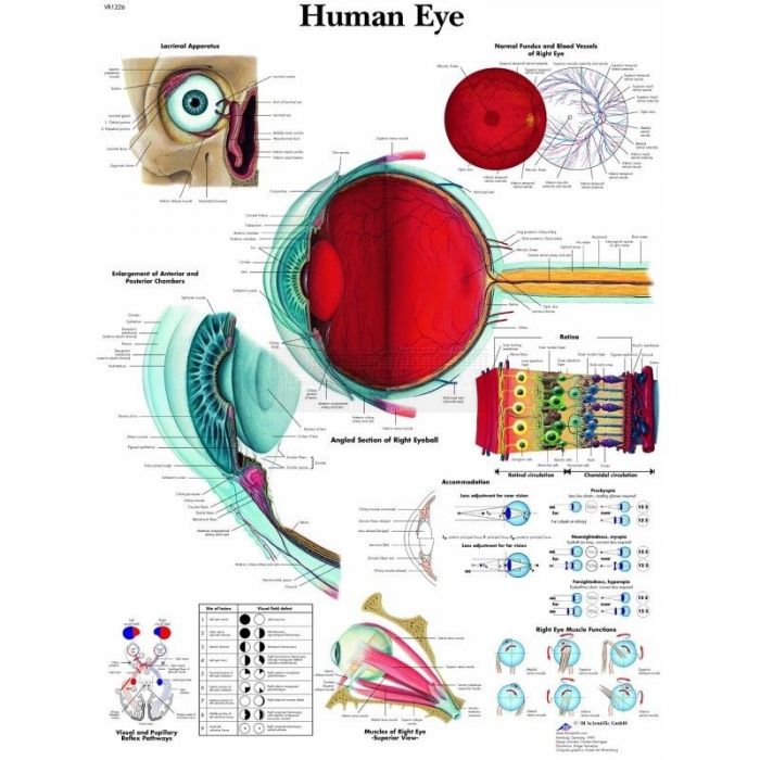 Anatomie poster The Human Eye - het menselijk oog