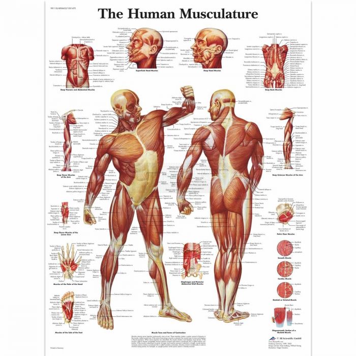 Anatomie poster The Human Musculature - het menselijk spierstelsel