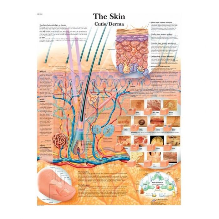 Anatomie poster The Skin - de menselijke huid