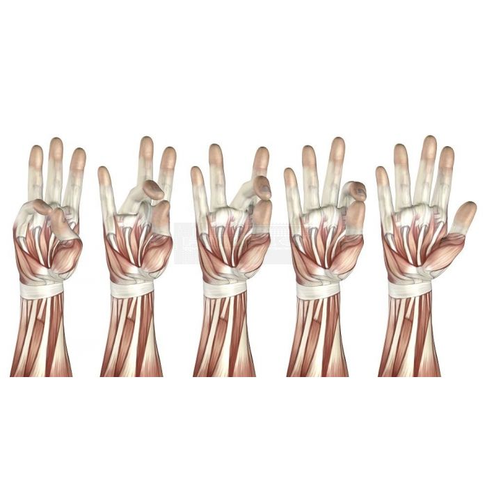 Hand, vinger en pols oefeningen