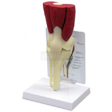 Knie model met spieren en infokaart
