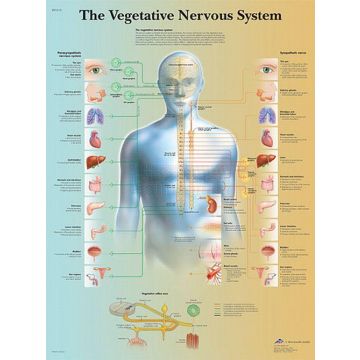 Anatomie poster Vegetative Nervous System - vegetatieve zenuwstelsel