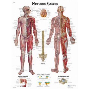 Anatomie poster Nervous System - menselijk zenuwstelsel