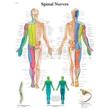 Anatomie poster Spinal Nerves - menselijk spinale zenuwstelsel