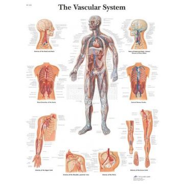 Anatomie poster The Vascular System - het vaatstelsel