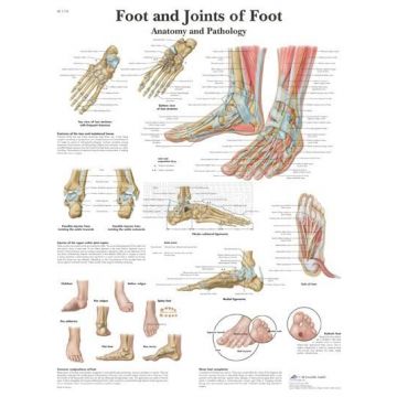 Anatomie poster Foot and Joint of Foot - voet en gewrichten van de voet