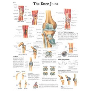 Anatomie poster The Knee Joint - het kniegewricht