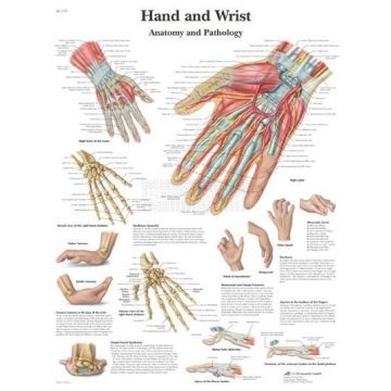 Anatomie poster Hand and Wrist - hand en pols