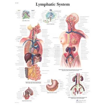 Poster Lymphatic System - lymfestelsel 50 cm x 67 cm