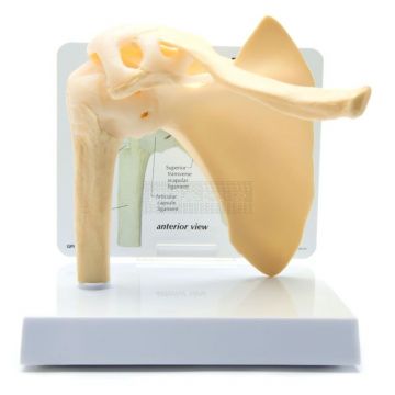 Schoudergewricht met infokaart