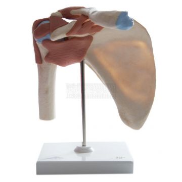 Functioneel schoudergewricht deluxe 22 cm